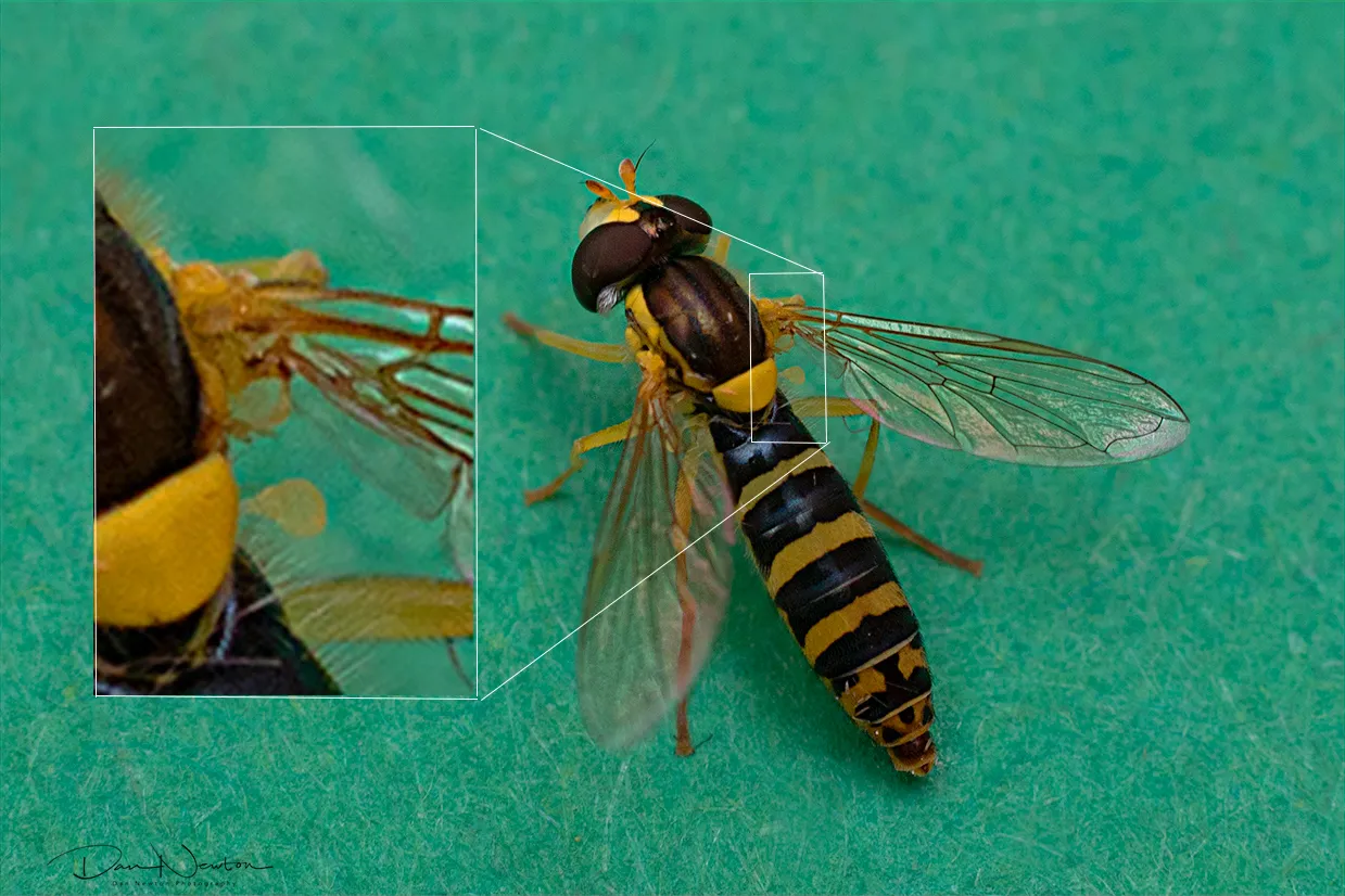 Sphaerophoria sp0003PP haltare.jpg