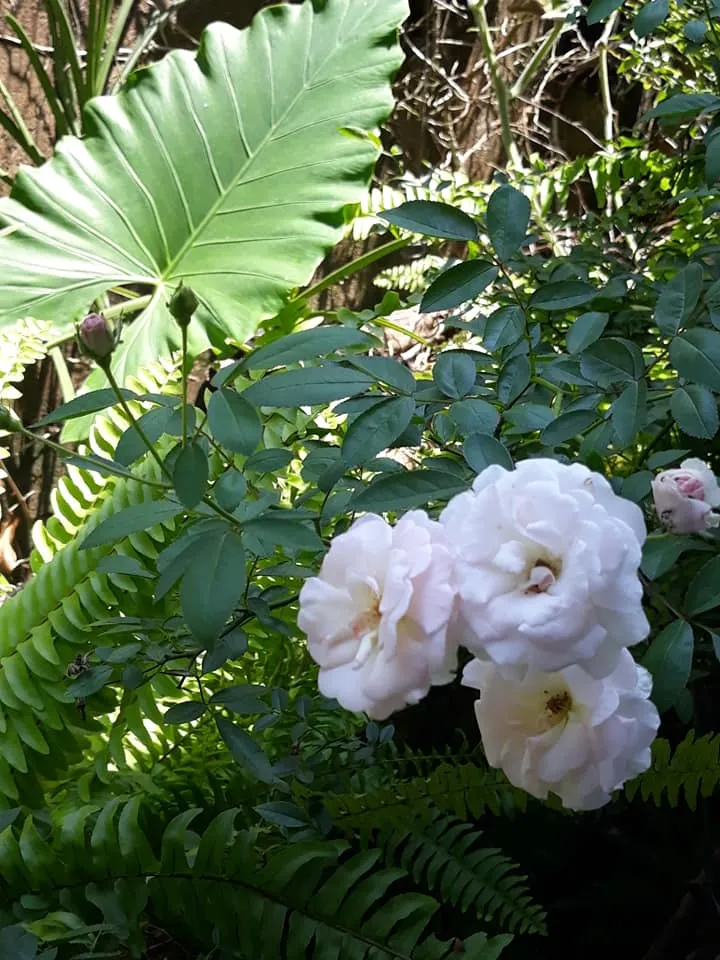 flowers white roses with feng.jpg