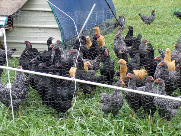 Broilers1 crop August 2020.jpg