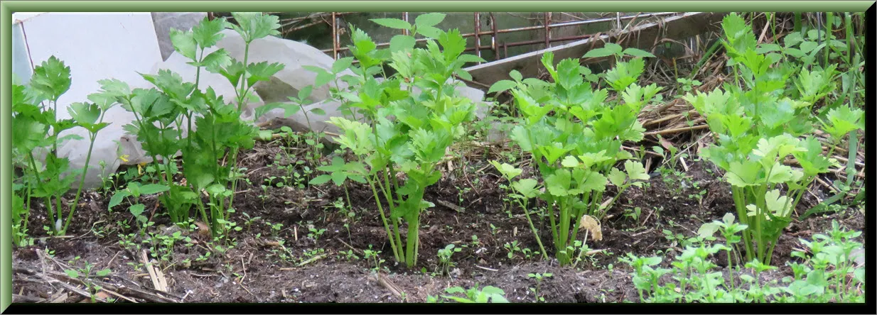 celery plants in covered garden.JPG