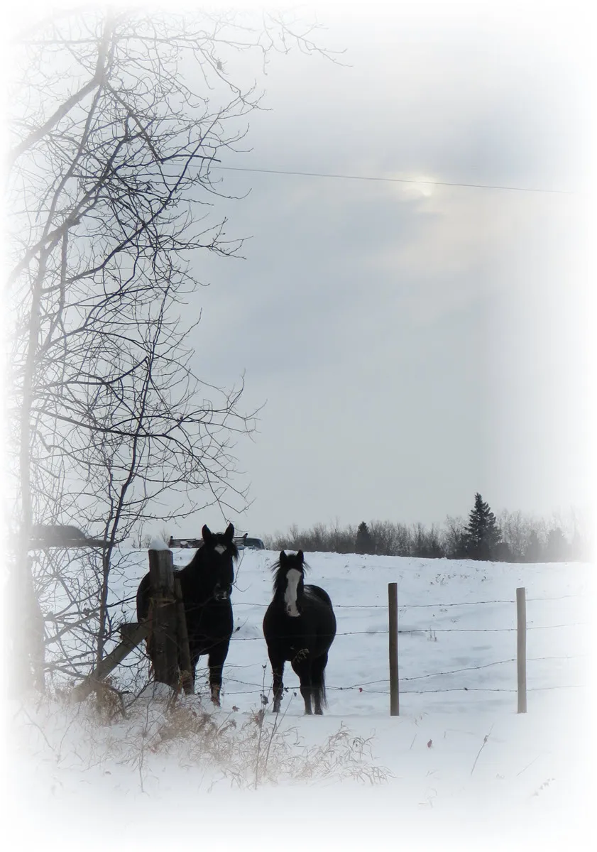 winter scene 2 horses at fence.JPG