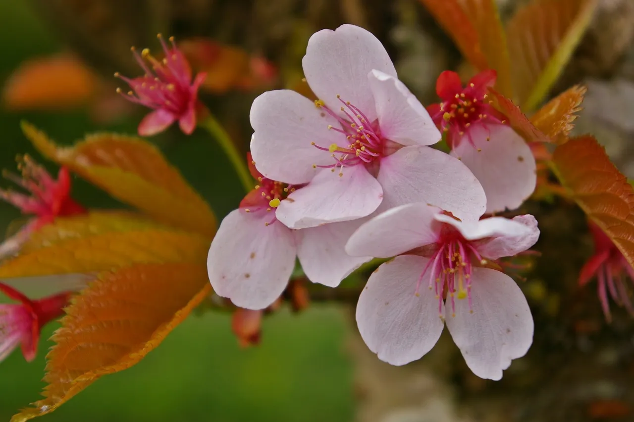 pink_blossoms_scape_01_1600.JPG