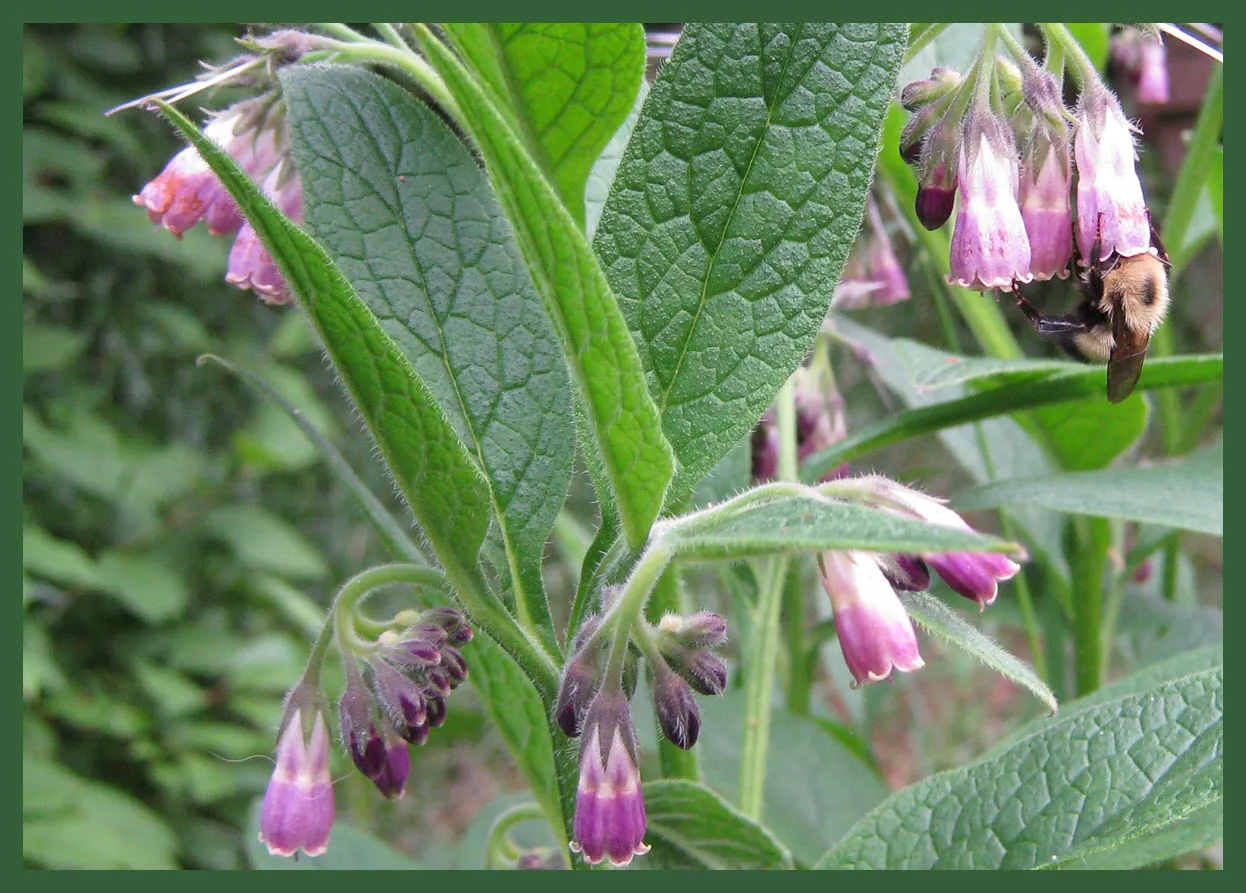 Bumble bee on comfrey flower.JPG