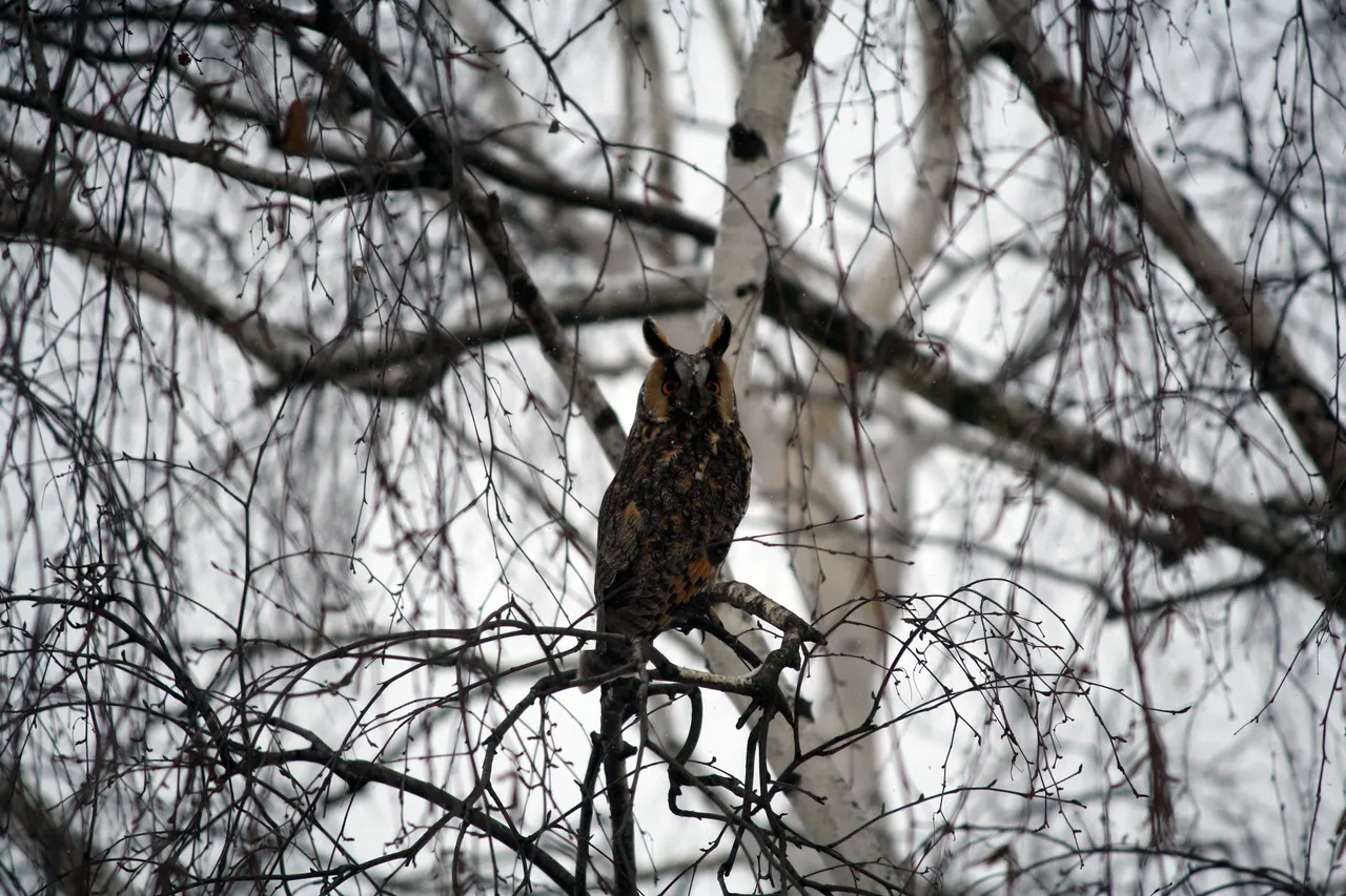 long_eared_owls_06.jpg