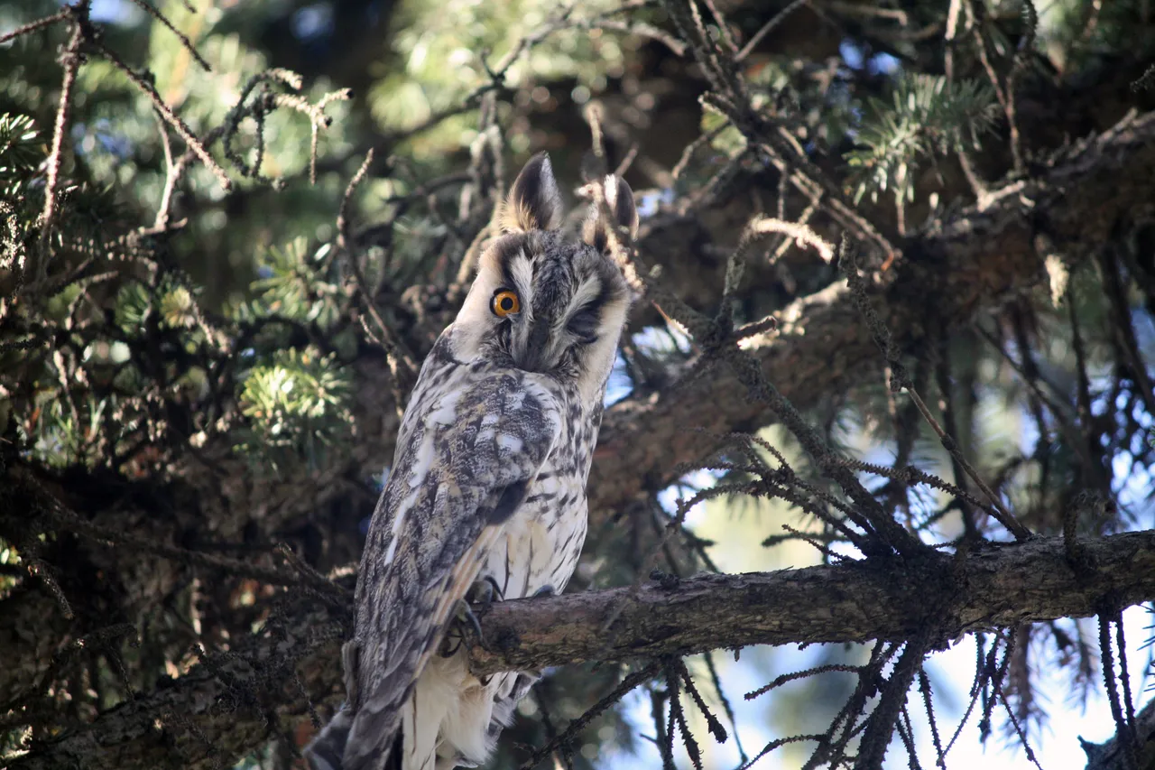 long_eared_owls_01.jpg