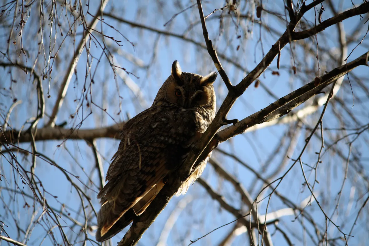 long_eared_owls_08.jpg