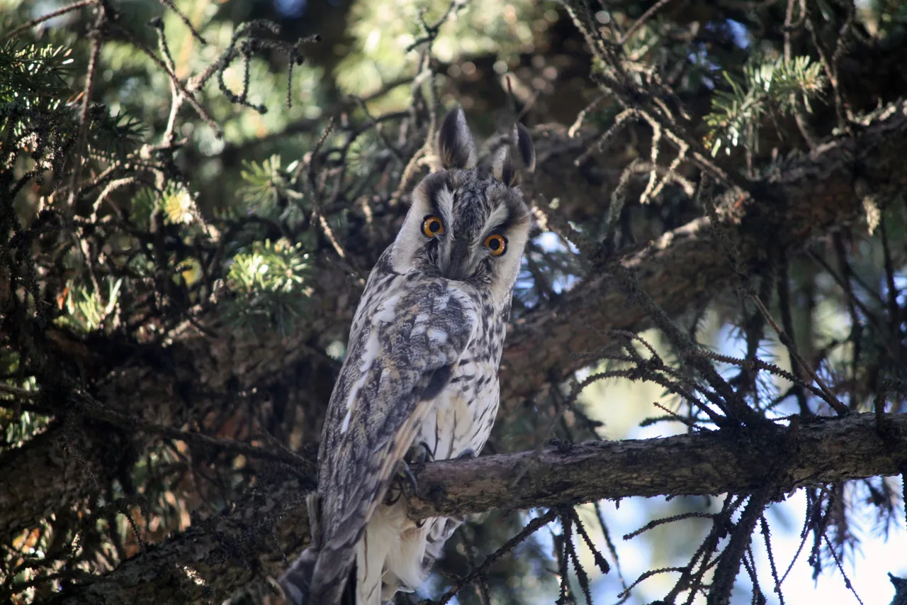 long_eared_owls_02.jpg