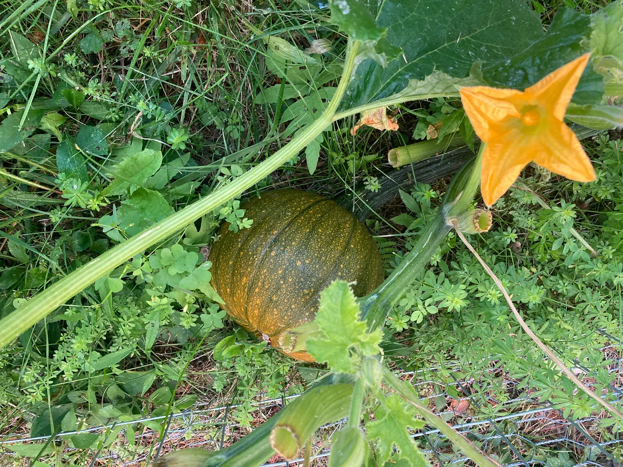 Pumpkin with bloom