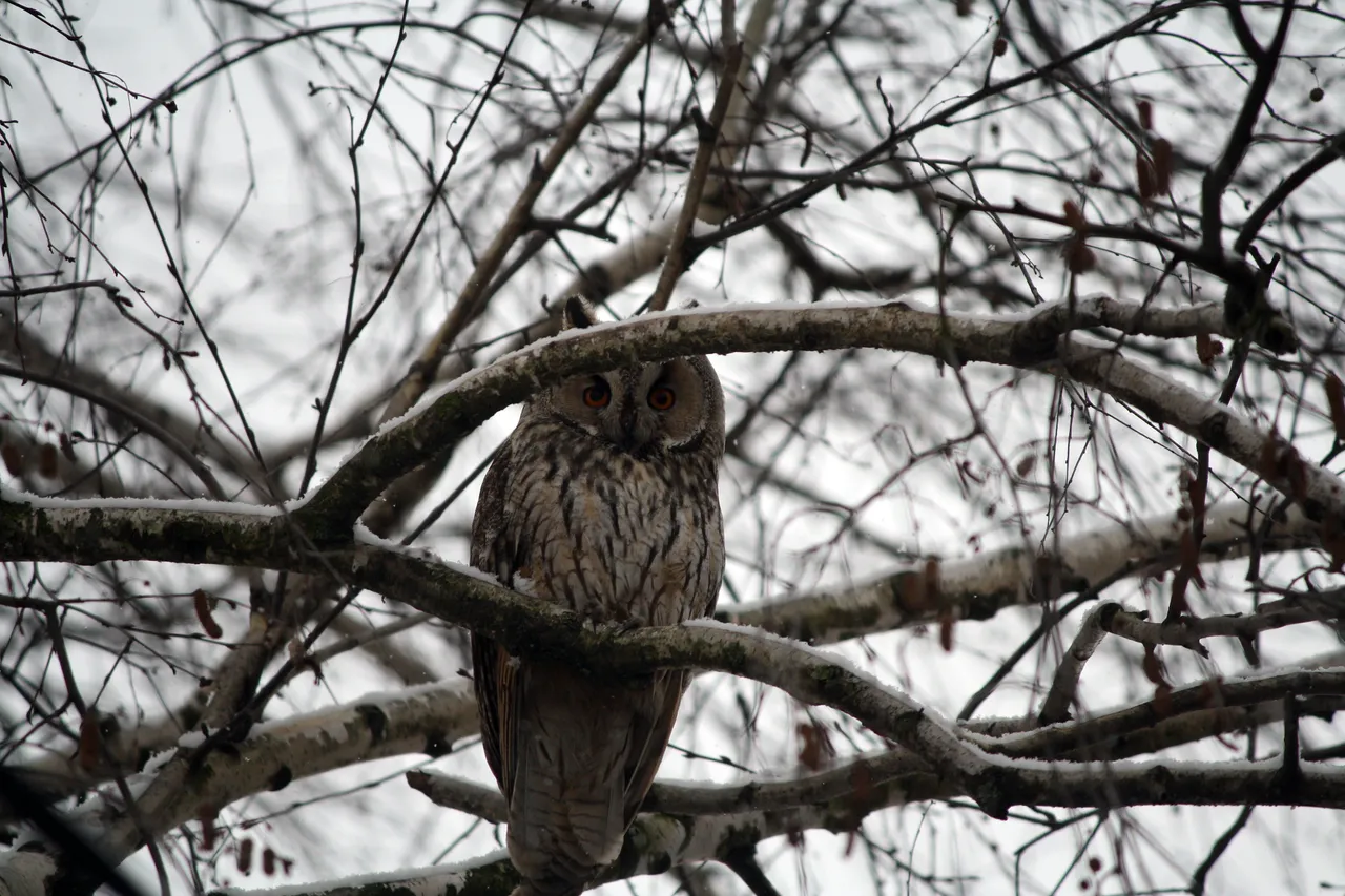 long_eared_owls_12.jpg