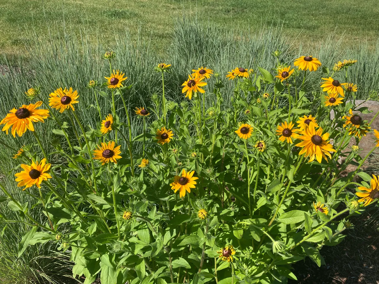 Blackeyed Susans