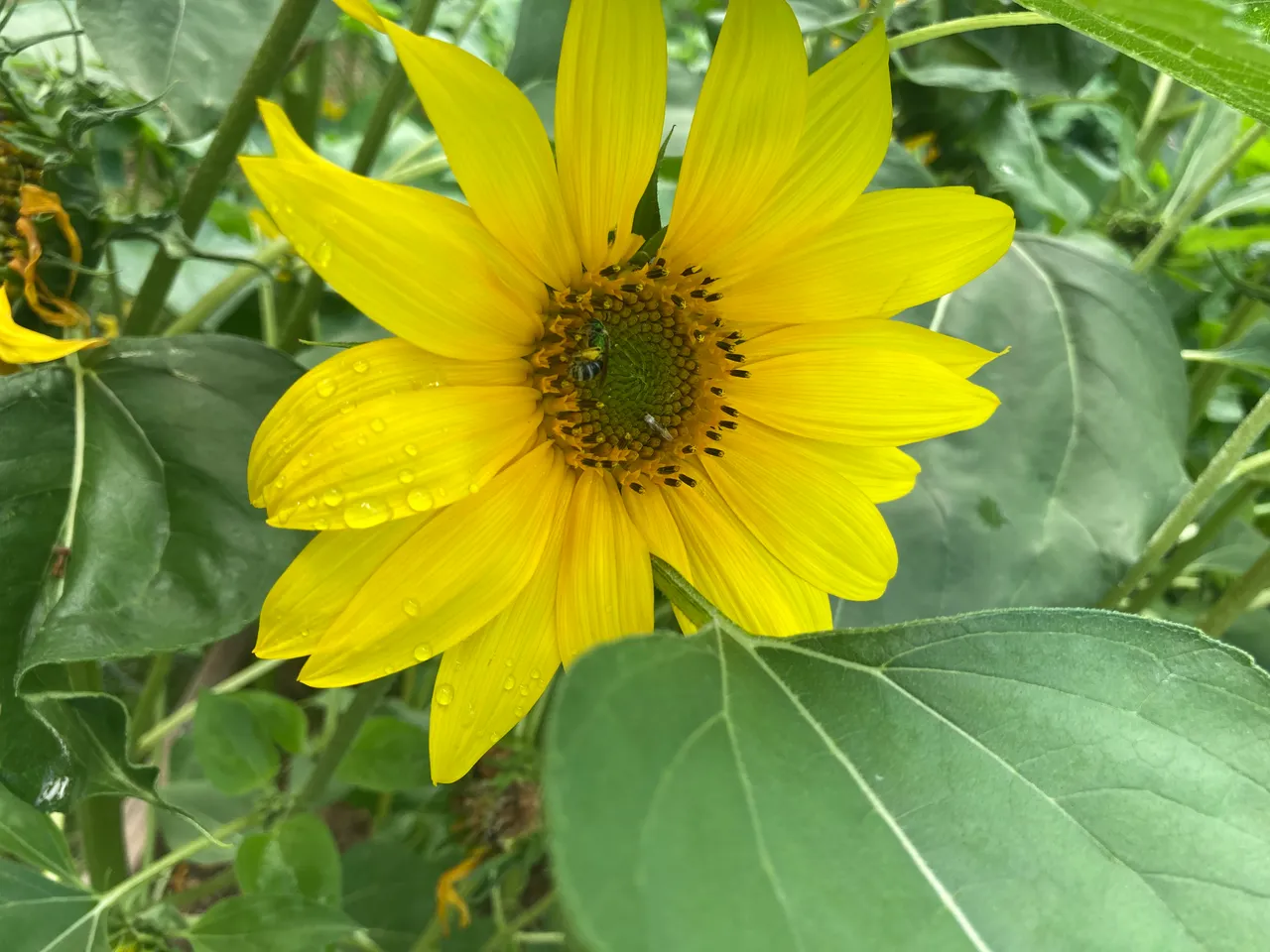 Pollinator at work