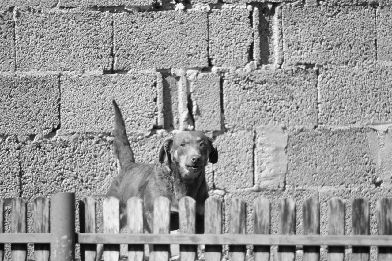 bw_dog_img_5871_2_.jpg