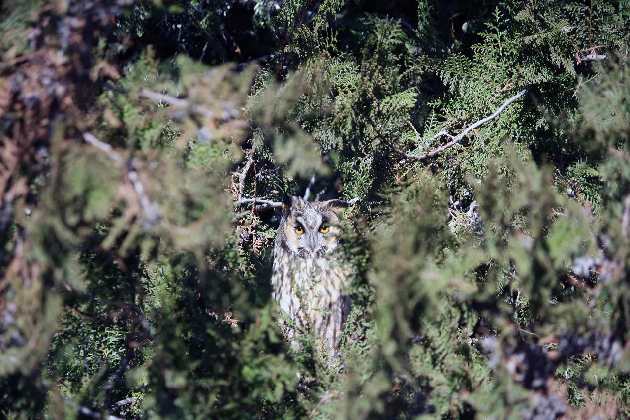 long_eared_owls_11.jpg