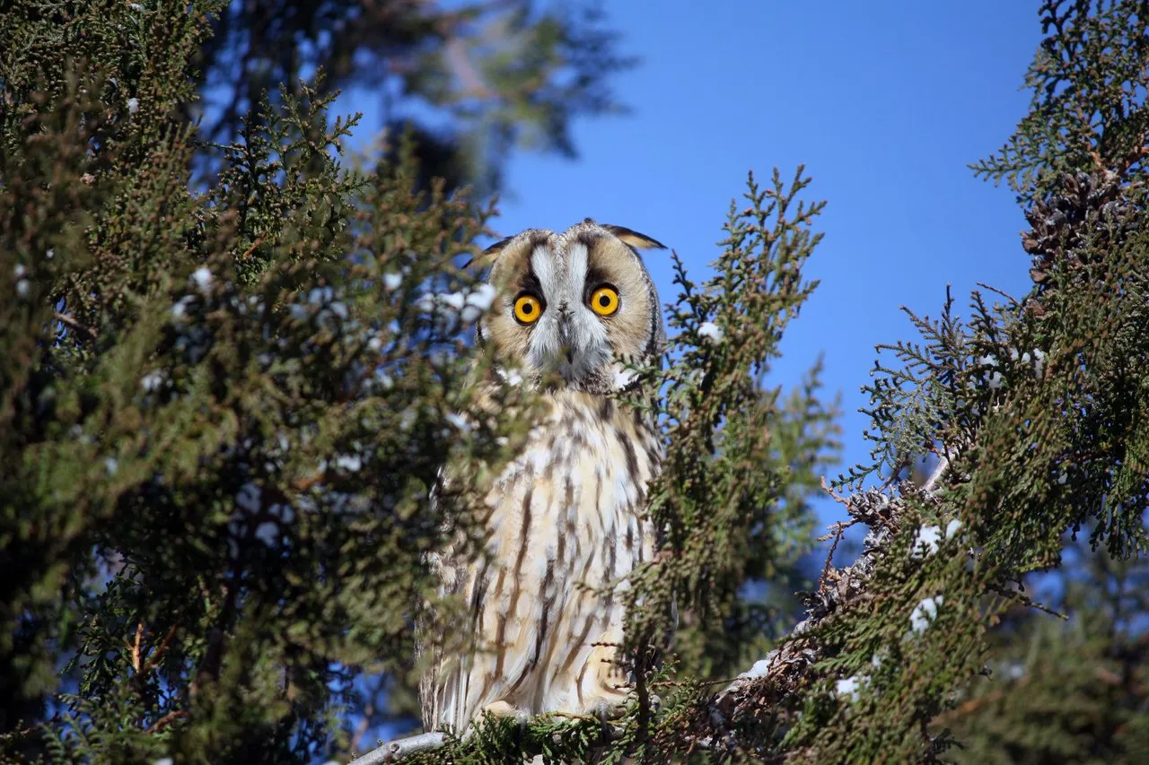 long_eared_owls_03.jpg