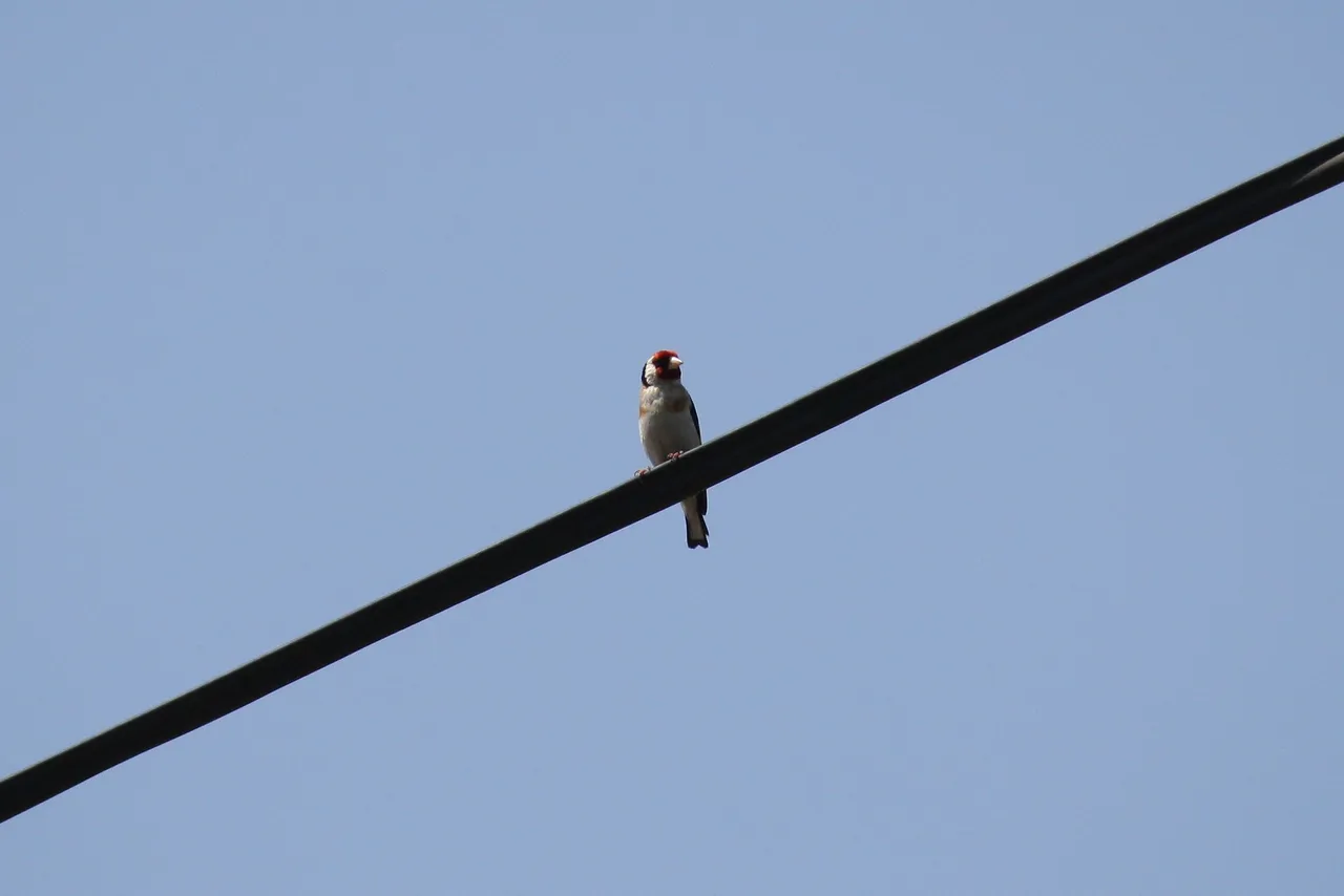 european_goldfinch.jpg