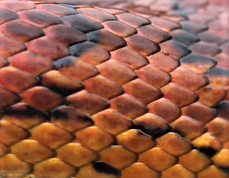 cornsnakescales_2_.jpg