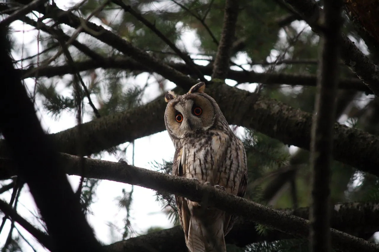 long_eared_owls_10.jpg