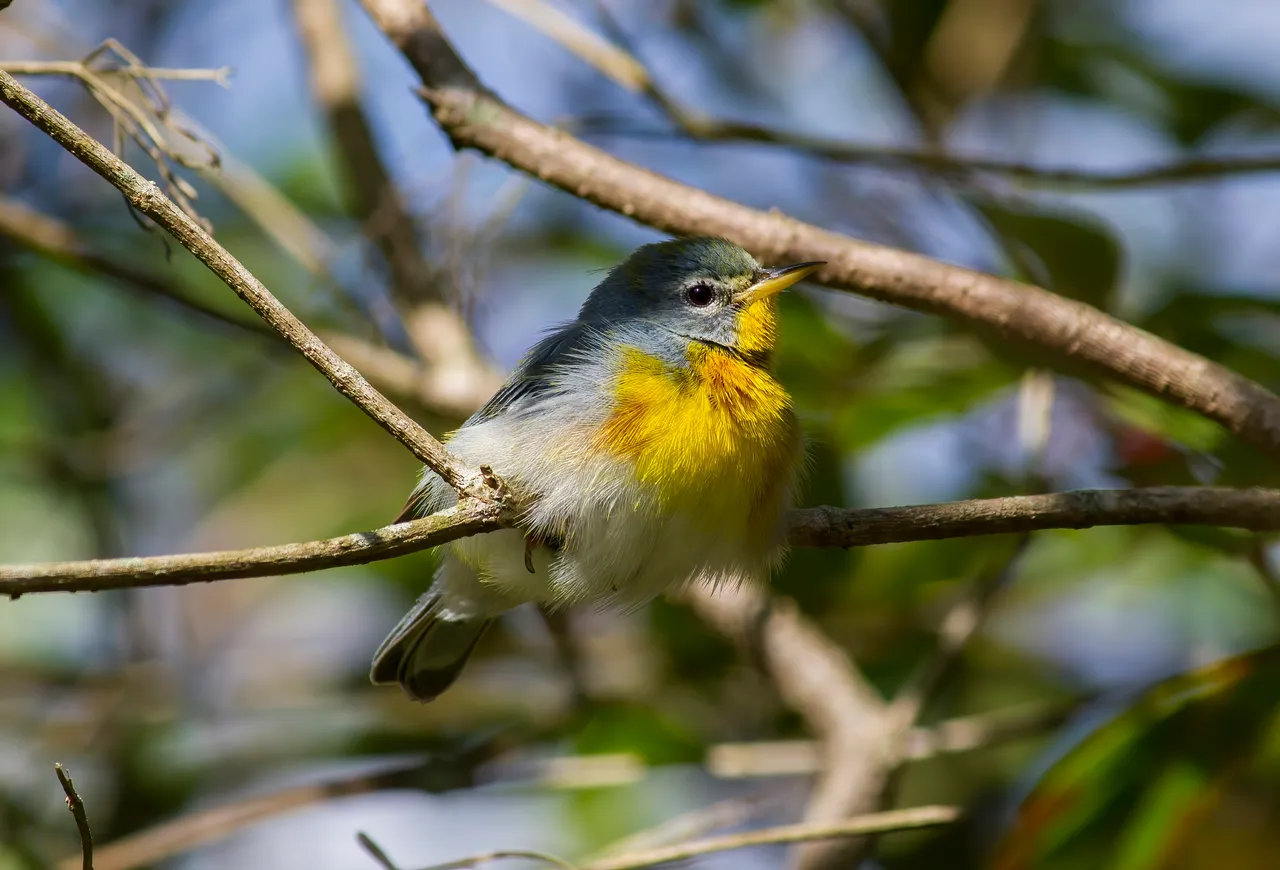 Northern Parula / Bijirita chica / Zetophaga americana