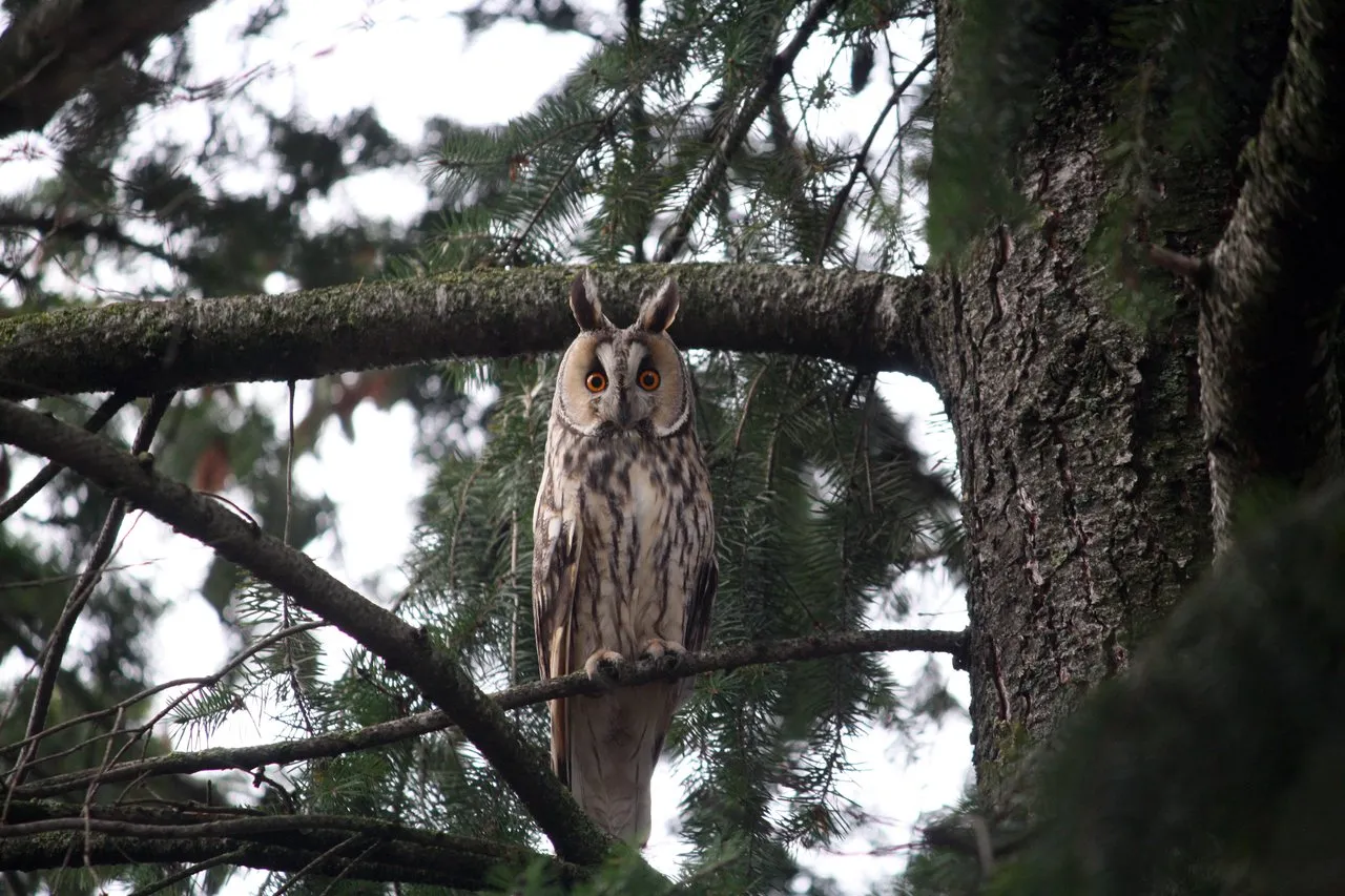 long_eared_owls_04.jpg