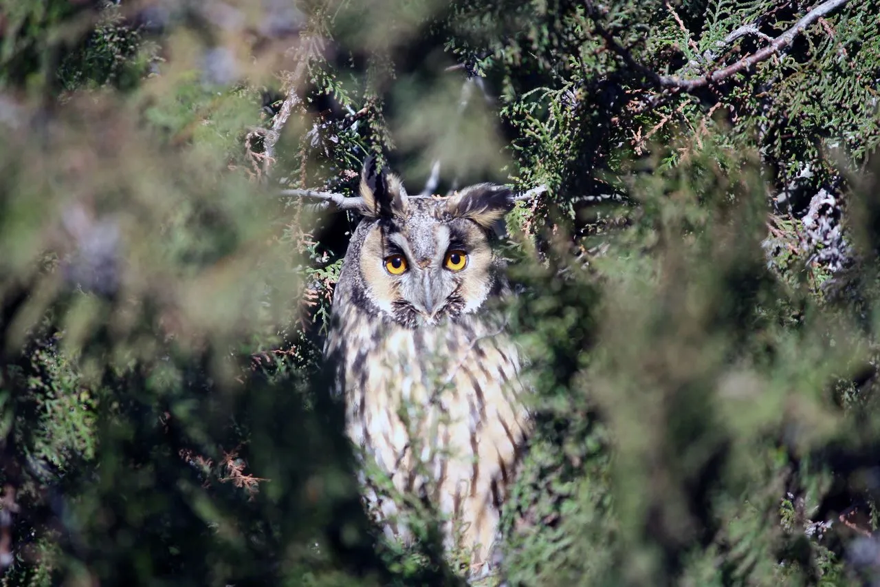 long_eared_owls_05.jpg