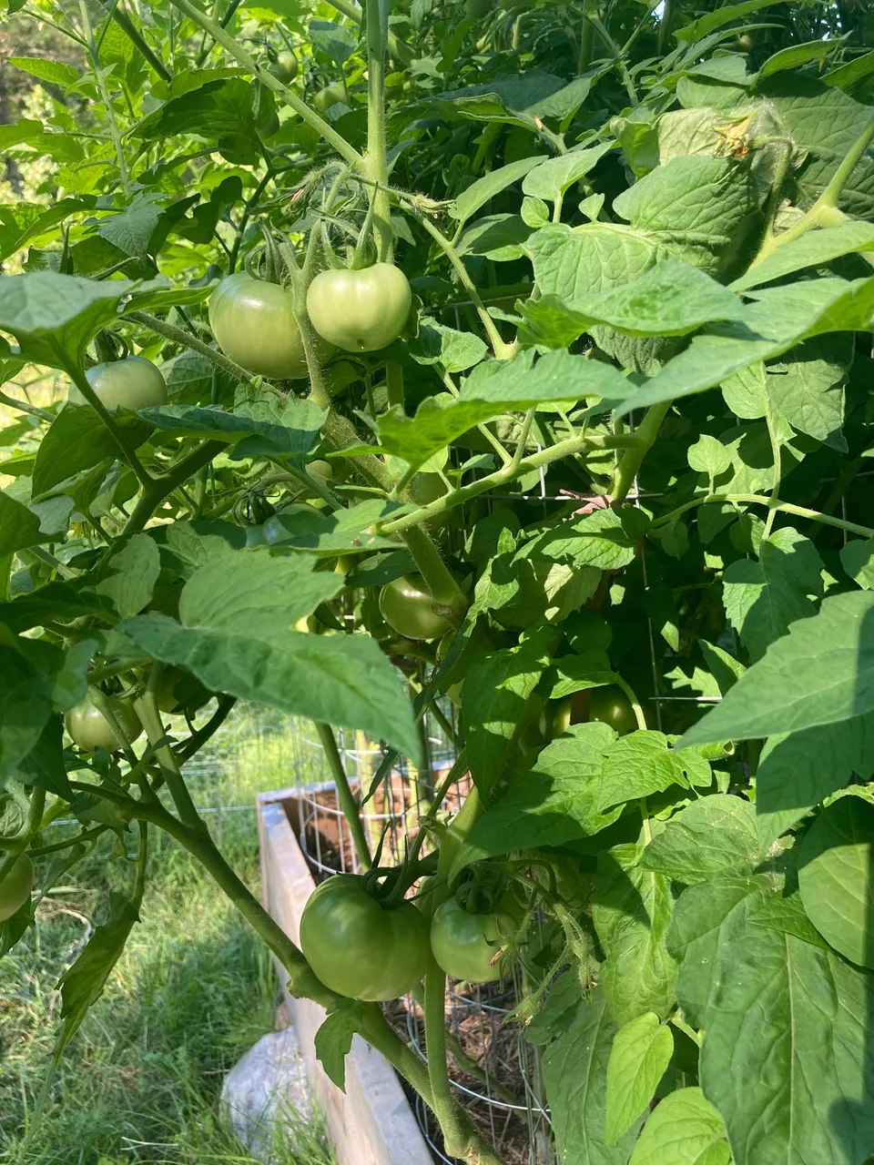 Beefsteak Tomatoes