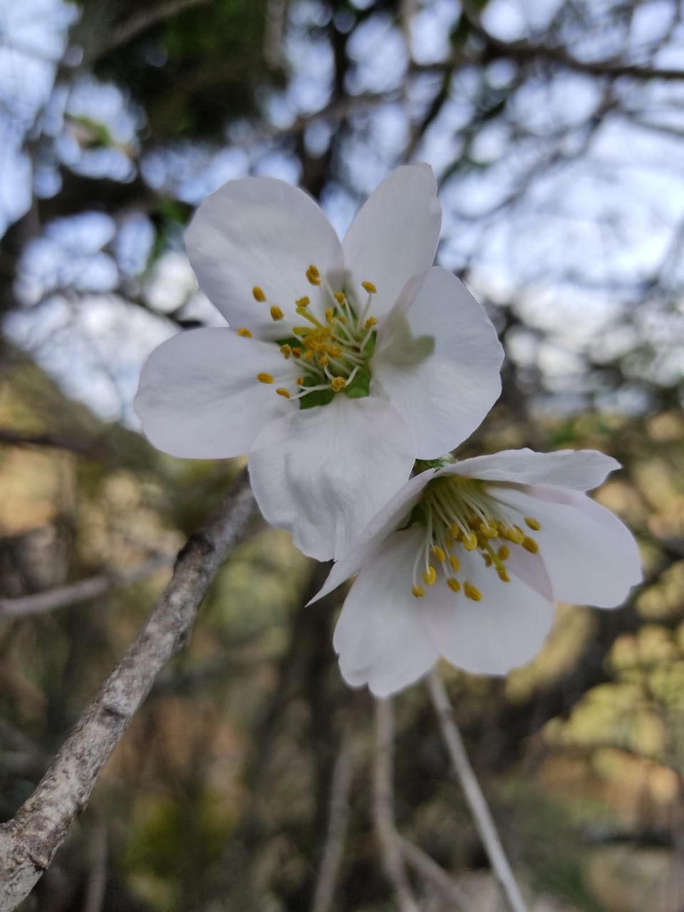 flores_de_almendro.jpg