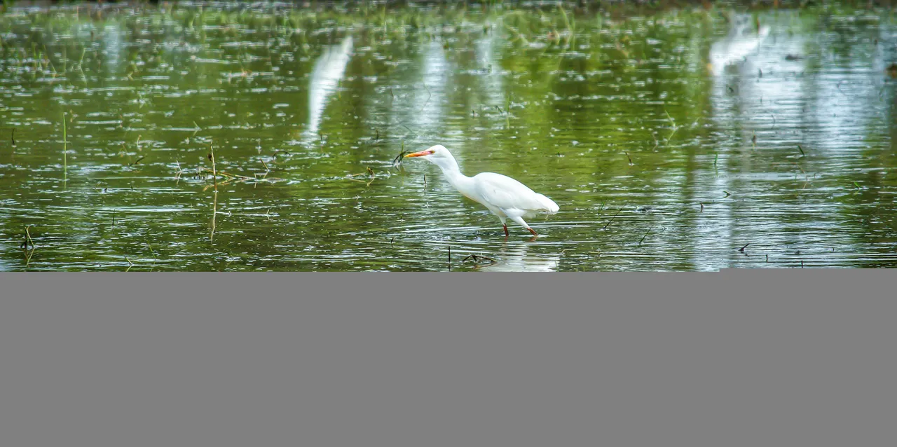 Little egrets 8.jpg
