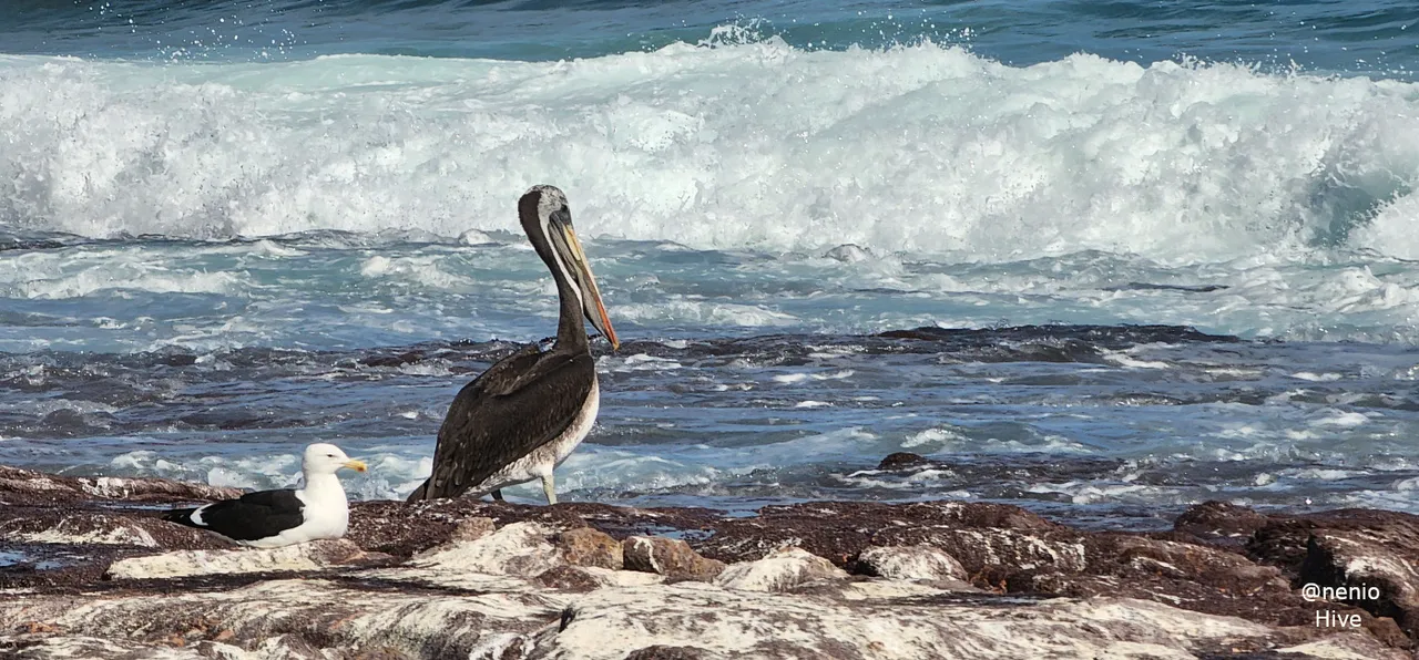 pelican-seagull-004.jpg