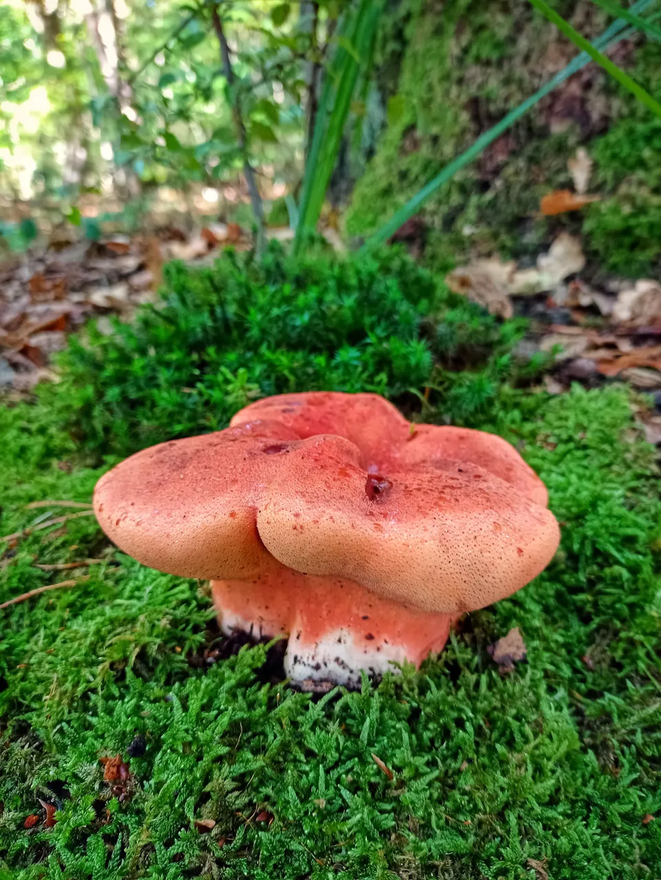 red mystery mushroom closer from above
