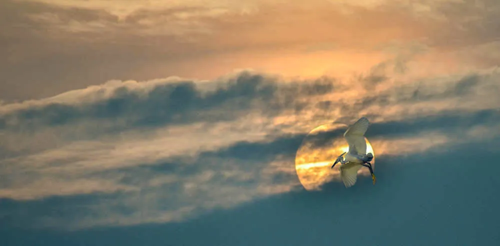 test bird new-2.jpg