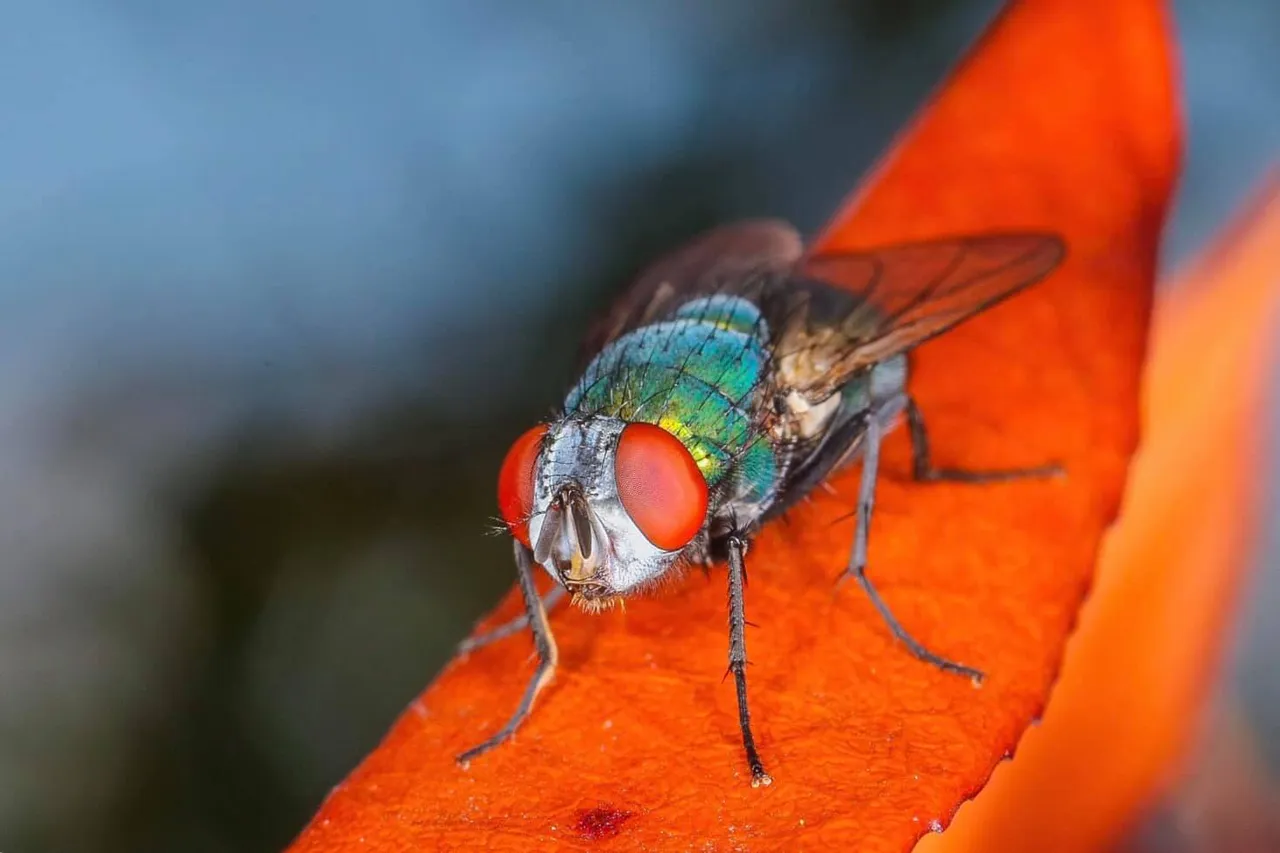 insect post (8).jpg