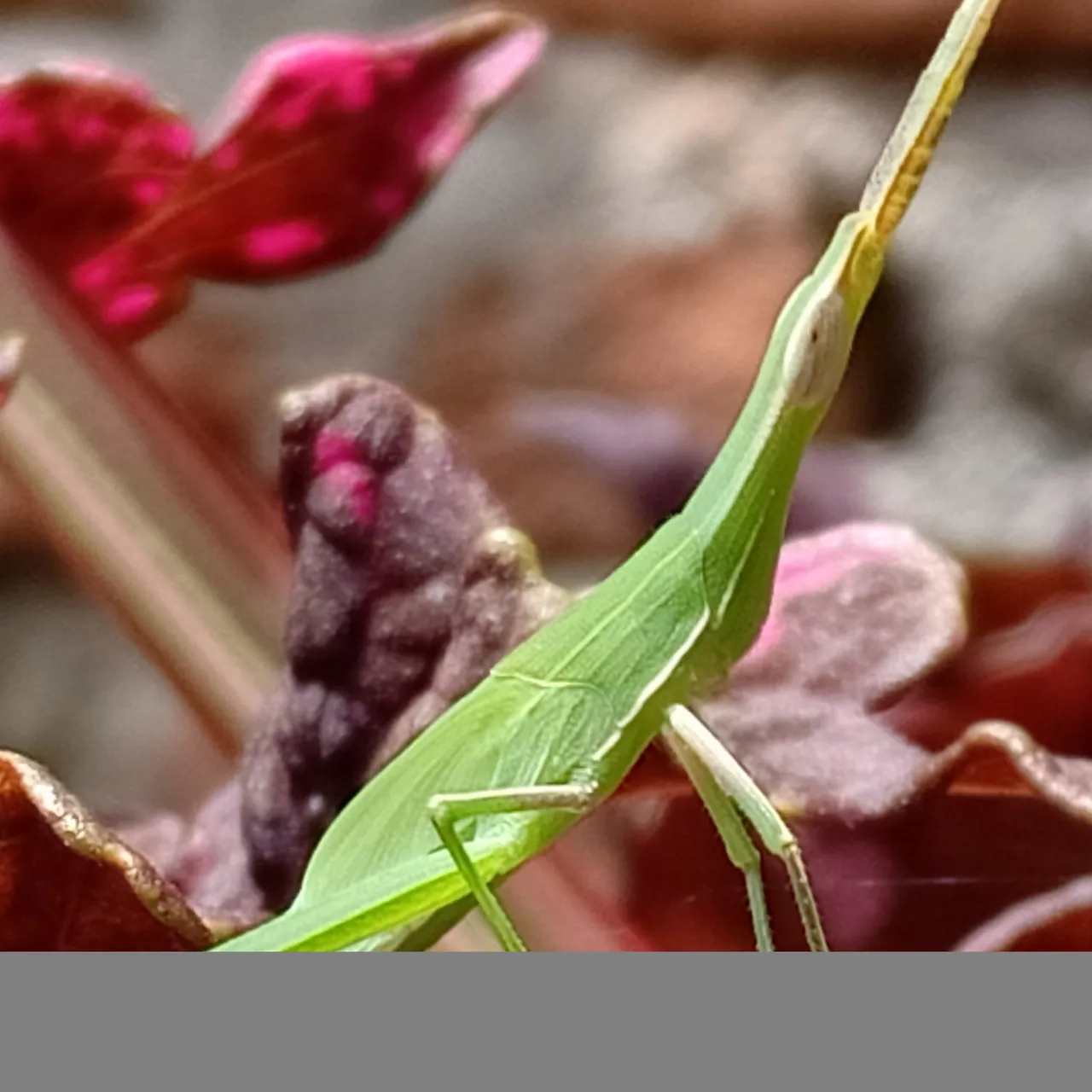 16 Hanya Kamu Yang Bisa