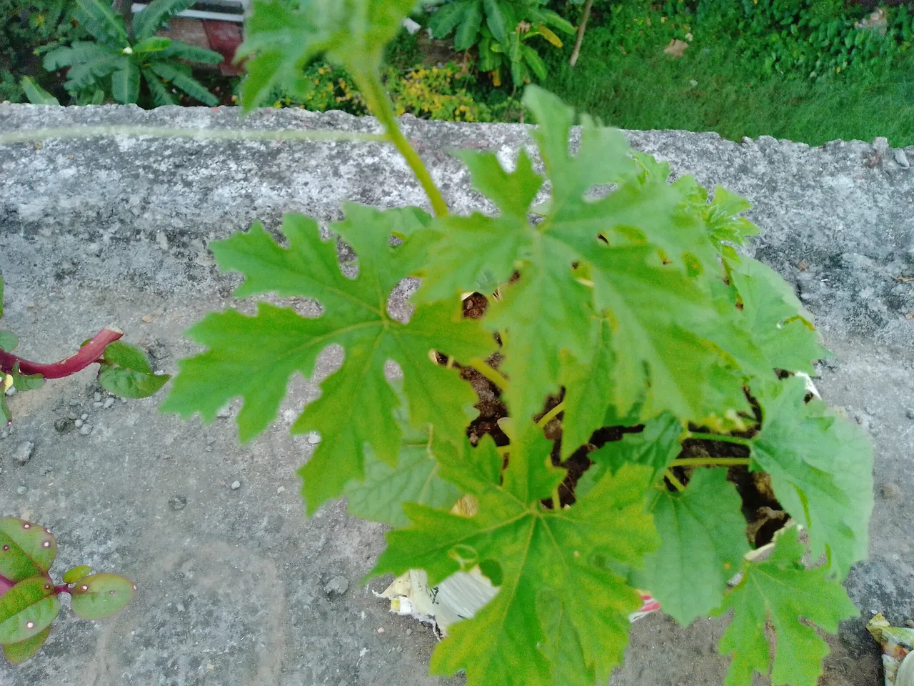 IMG_20201101_165704.jpg