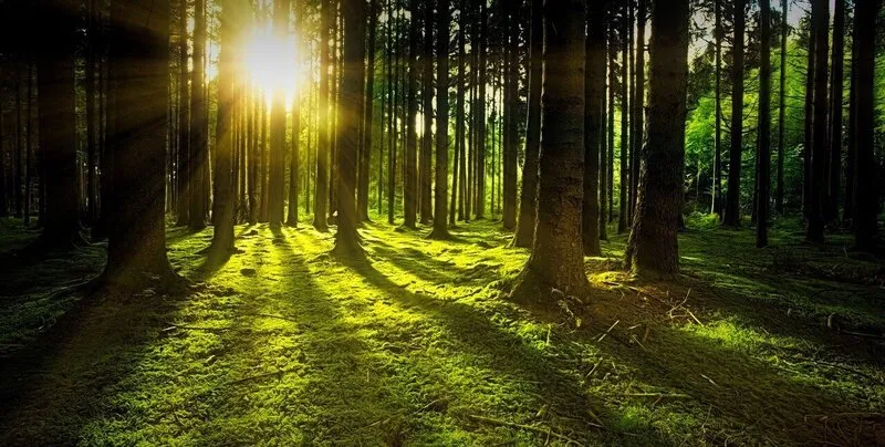 trees c 800x404.jpg