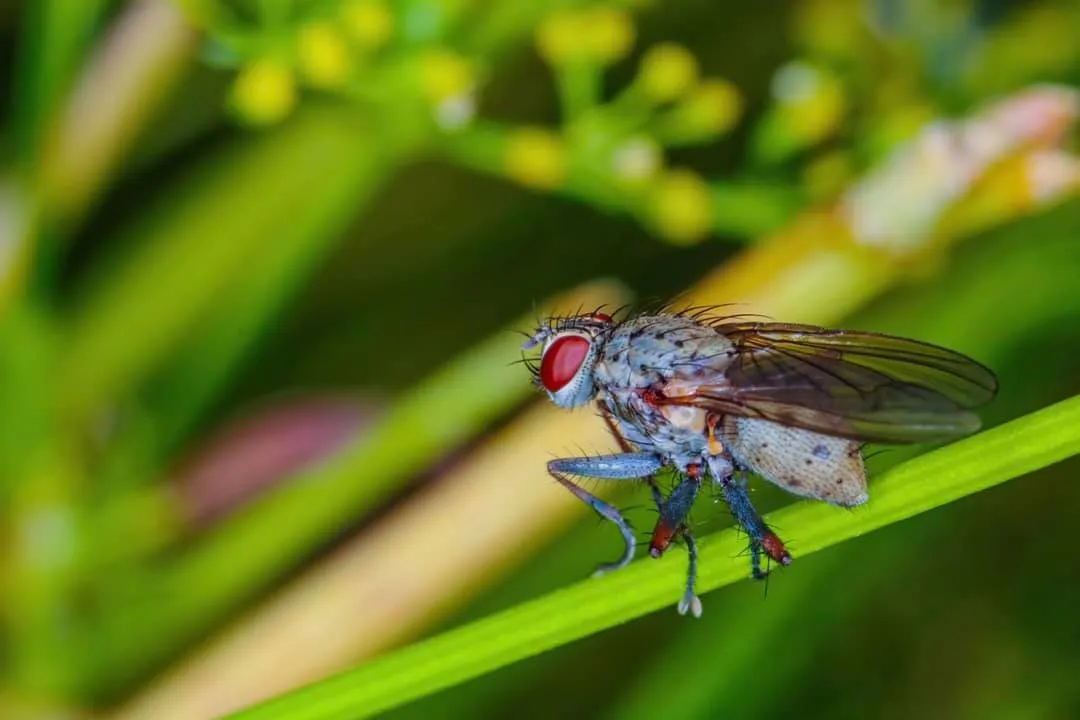 insect post (1).jpg