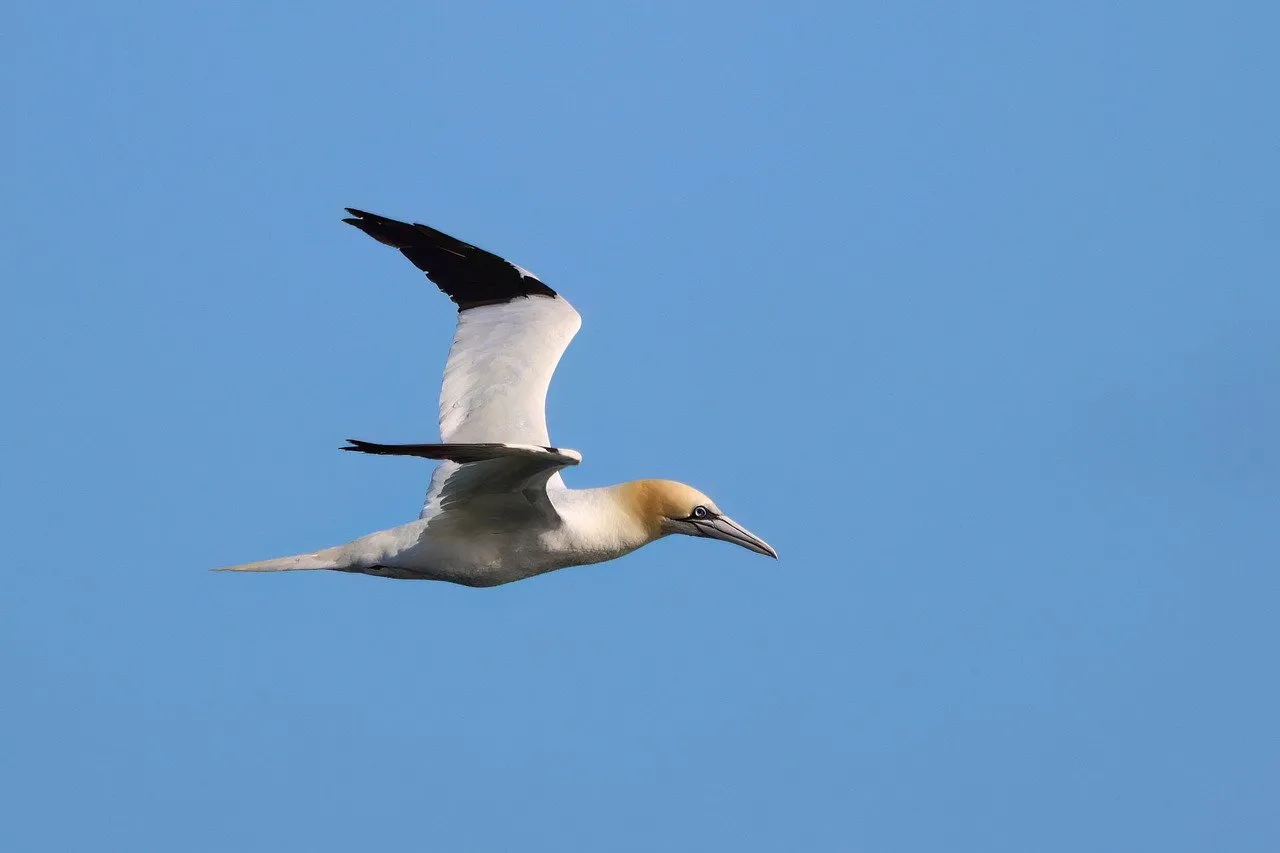 gannet-8281303_1280.jpg