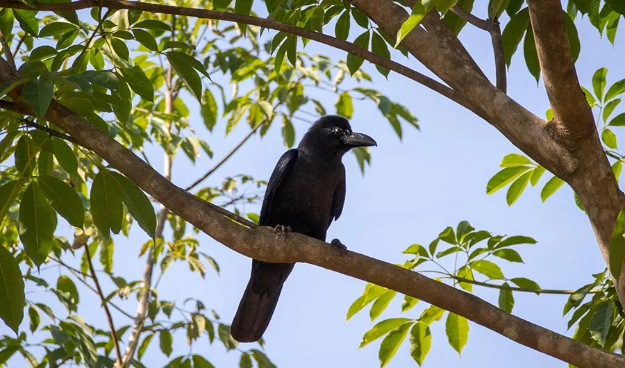 New-Caledonian-Crow.jpg