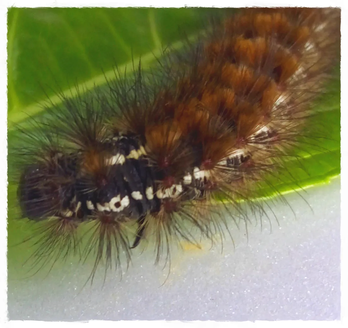oruga2_FotoSketcher.png