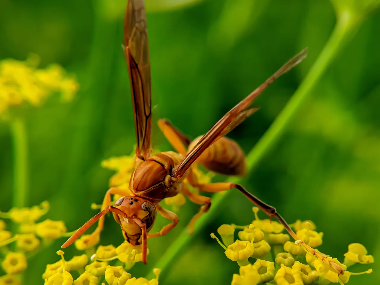 Yellow Wasp (8).jpg