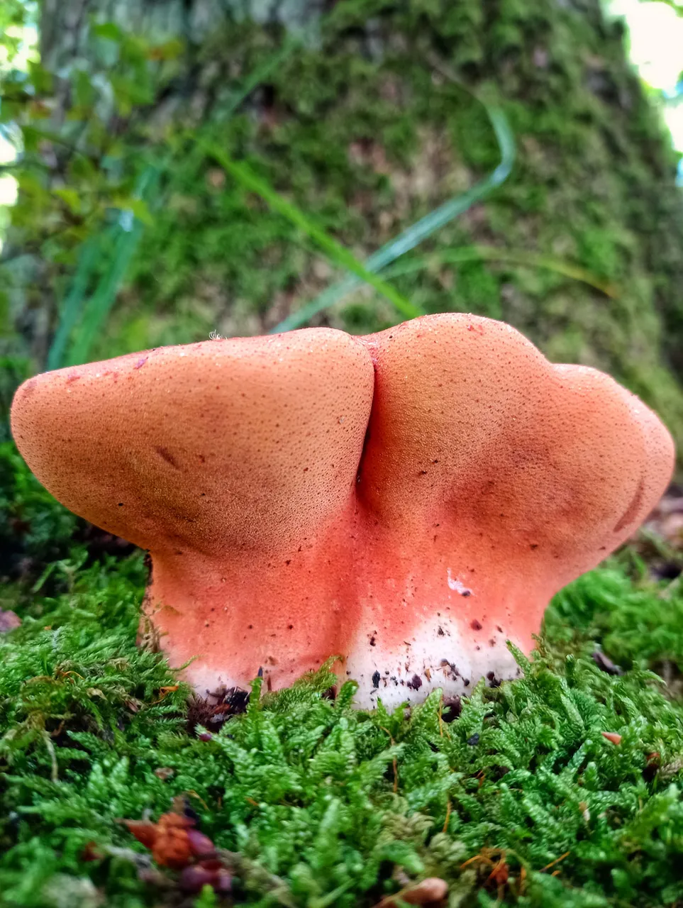 red mystery mushroom underside closeup