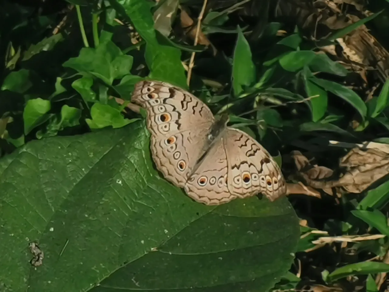IMG_20250117_142012.jpg
