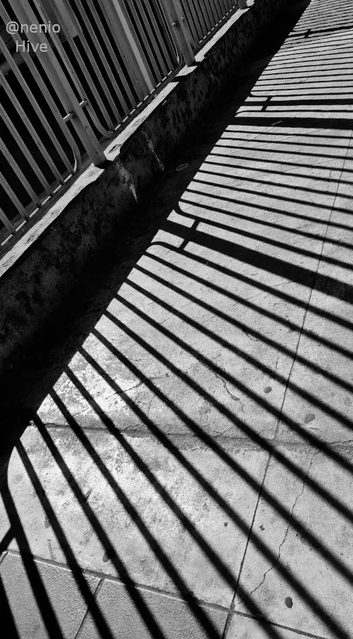 shadows-fence-011bw.jpg