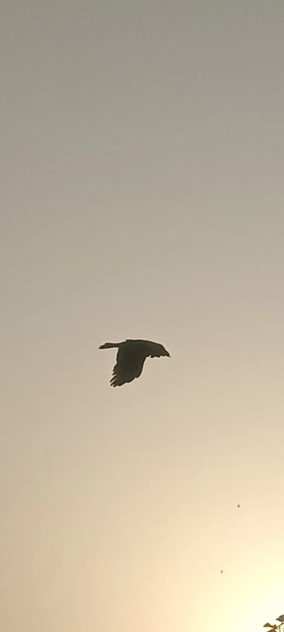 IMG_20210819_062605.jpg