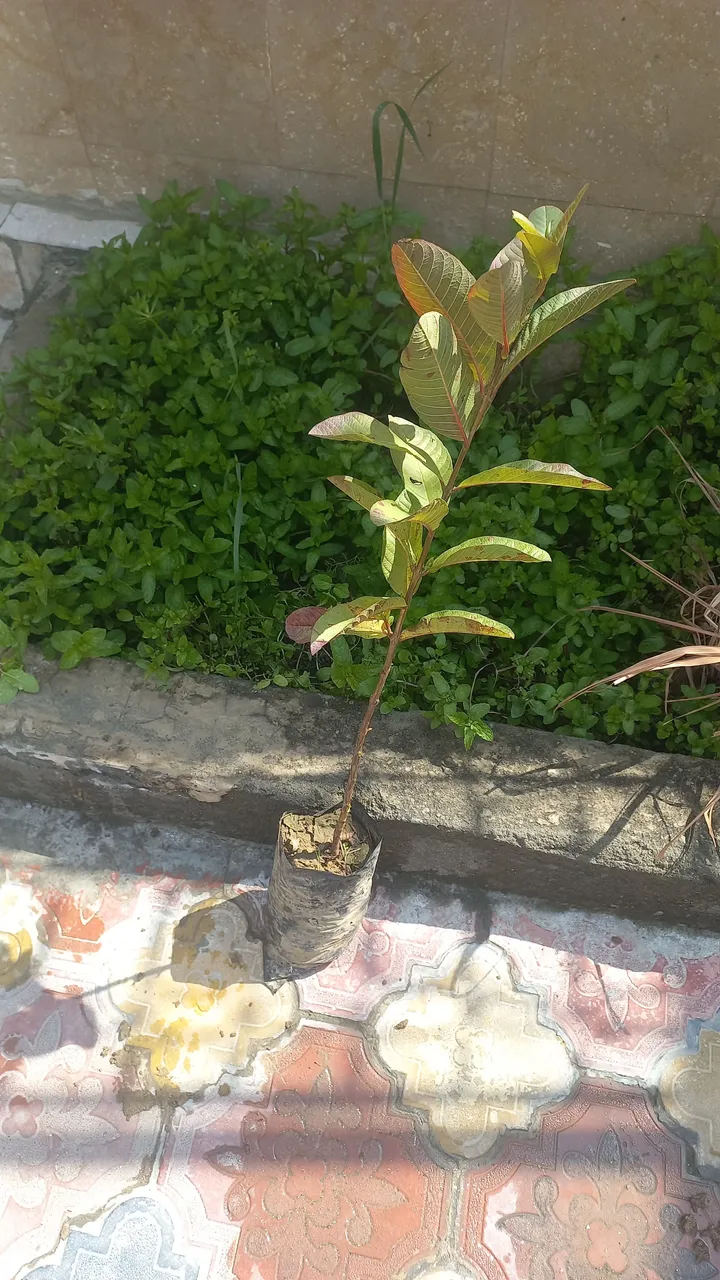 Snapchat-1960240209.jpg