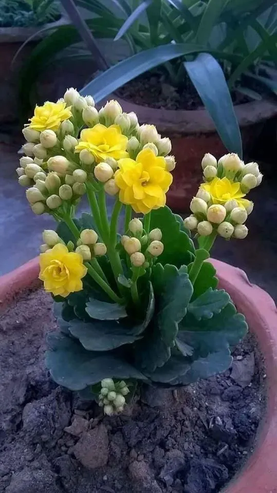 calanchoe-kalanchoe.jpg