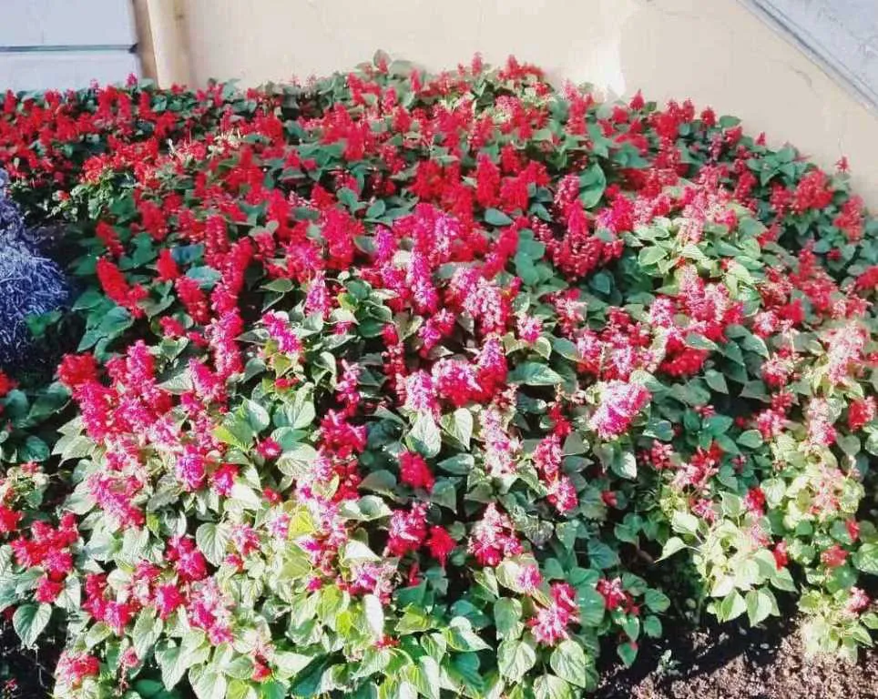 IMG-20190306-WA0001.jpg
