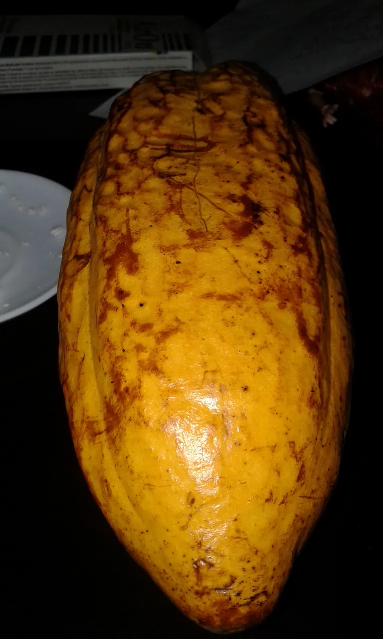 Maraca de Cacao.jpg