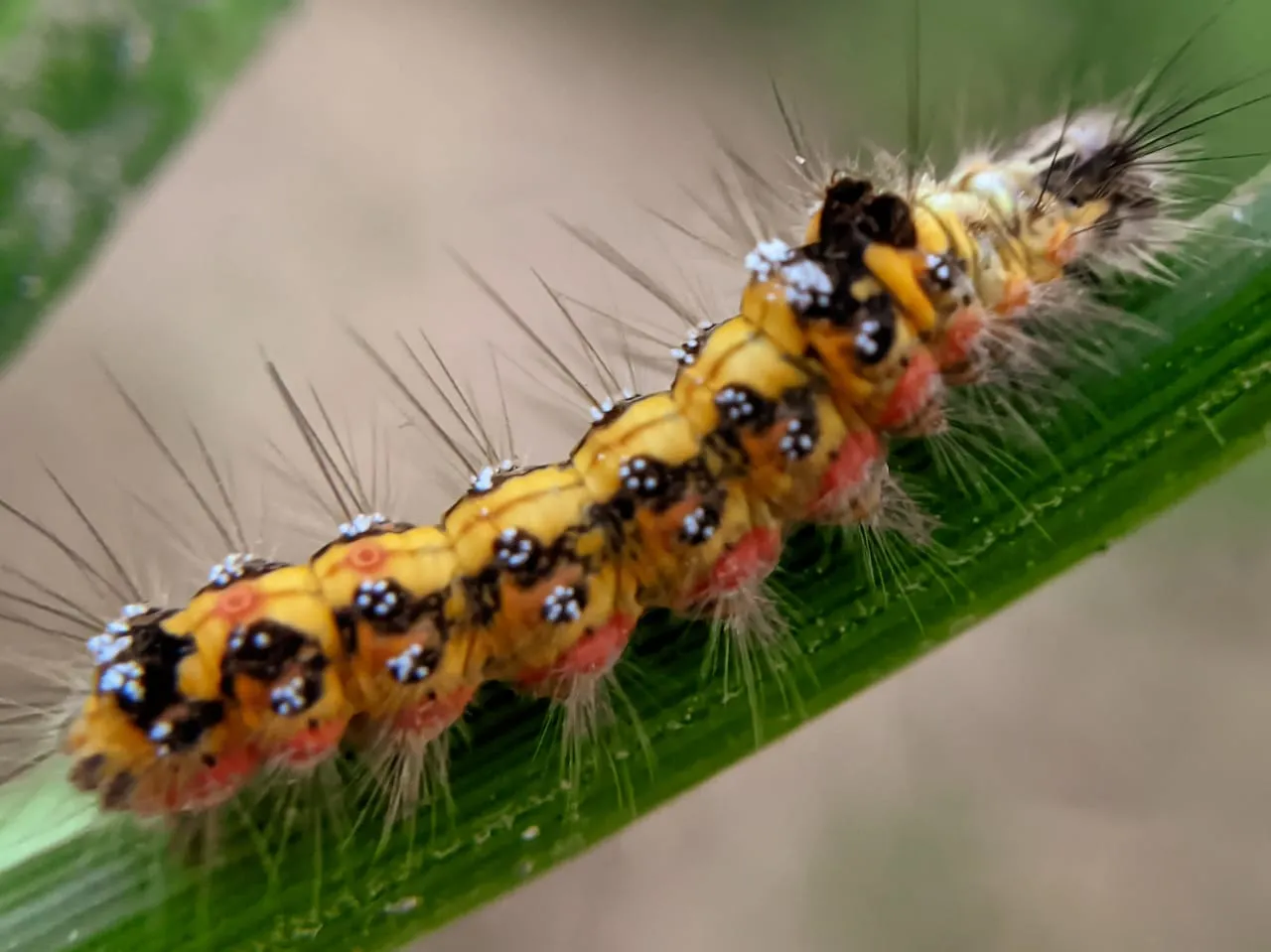 caterpillar (12).jpeg