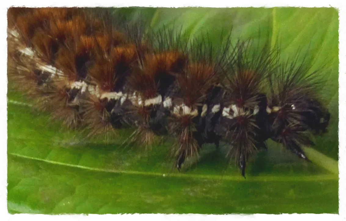 oruga9_FotoSketcher.png