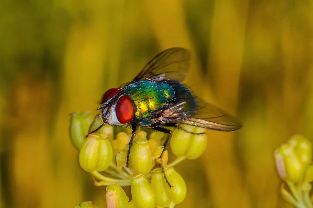 insect post (3).jpg